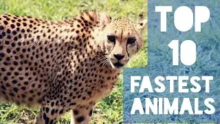 Top 10 fastest animals in the World in Tamil || Top 10 Corner