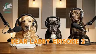 Dog Therapist Gives Tips On Being Left Alone