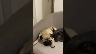 Poogie and Greyson are Best Friends | Poogie the Pug