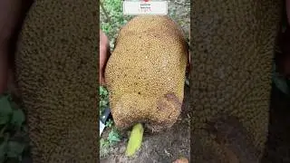new simple way CuT jackfruit 😛😋😁 #shorts #youtubeshorts #trending #jackfruit