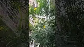 #yellow oleander flower #  kaner flowers #beautiful # grow plants # love nature