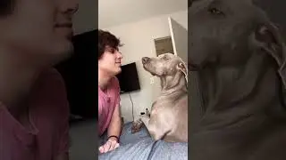 Funny Weimaraner #weimaraner #dogvideo #funnydog #foryou