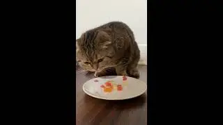 It's Beau! Scottish Fold Cat Eating Melon Trio - ASMR CUTENESS OVERLOAD