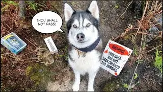 Husky blocks the path and wont let us pass!