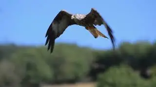 Red Kite in Flight