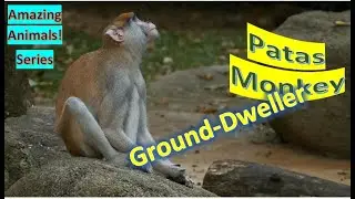 Patas Monkey facts 🐒 Wadi Monkey 🐒 Hussar Monkey 🐵 avoids dense woodlands 🪵