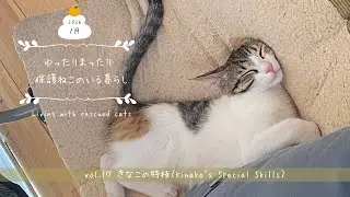 ゆったりまったり保護ねこと暮らすvol.17（I live a relaxed life with three rescued cats.）今日のおやつ/はちみつ太郎/きなこの特技
