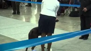 Кардинал Xoloitzcuintli, Xoloitzcuintle, Xoloitzquintle,ксоло
