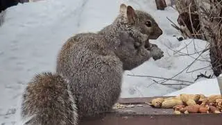 SquirreloVision! Gus makes several trips. Other sweet squirrel moments observed.