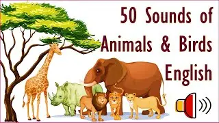 50 Sounds of animals & birds in English  | Animal sounds in English | Birds sounds in English Tamil
