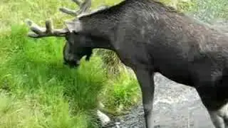schwimmender Elch