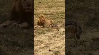 #lion #hunting #fox #lion #hunting #fox