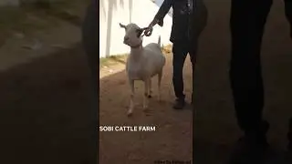 Sobi Cattle &  Gaot Farm 2018 | Karachi Cow Mandi 2018 | Bakra Eid