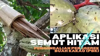APLIKASI SEMUT HITAM UNTUK MENGENDALIKAN HAMA HELOPELTIS PADA TANAMAN KAKAO