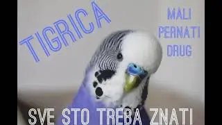 Tigrice | Sve sto treba da znate
