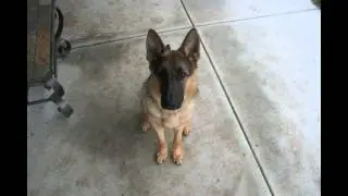 Time Lapse: Puppy to Adult in 40 seconds. Dunder photo a day. Year 1
