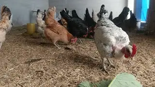 Hens Farming ❤️#hen #eggs #organic #poultry#farm #farming #pakistan #youtube #viral#short
