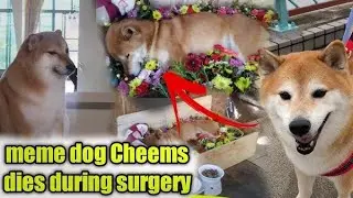 Meme Dog Balltze Aka Cheems Passes Away || Meme Dog Balltze Aka Cheems Death News|