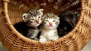 Cute kittens, a selection of videos with cats. Милые котята, подборка видео с котами.