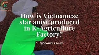How is Vietnamese star anise produced in K-Agriculture Factory