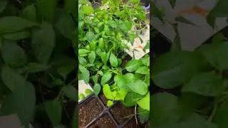 Garden starts #gardening #microfarm #homesteading #alaskanhomestead #flowerfarm #alaskalife