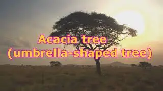 plant adaptation part 1  ( savanna forest and amazon rain-forest)