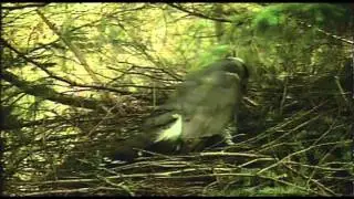New Forest Goshawk - Egg Laying