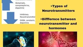 Neurotransmitters |types of neurotransmitters| difference between neurotransmitter and hormones|