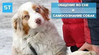 Общение Во Сне и Самосознание Собак - Science Tomorrow #65