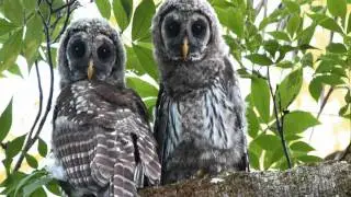 Barred Owl with fledgelings. (Strix varia)