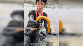 300块抓一个小时鳝鱼，没想到里面出现很多斤货？