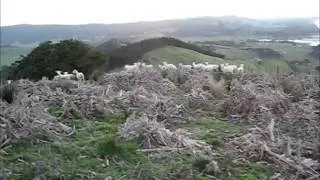 Big Sheep Escape in New Zealand across Maori fort ruins