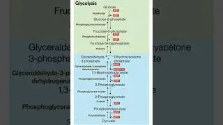 #glycolysis #glycolysis cycle#biochemistry #nutrition and Biochemistry