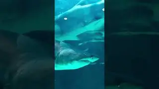How did the Megalodon shark become extinct?