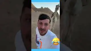GIGGIOLONE viene inseguito da un cammello a Sharm El Sheik😳🤣 #giggiolone #buongiornopescheria