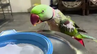 Mitthu ne piya 🥛 milk🦜🥳