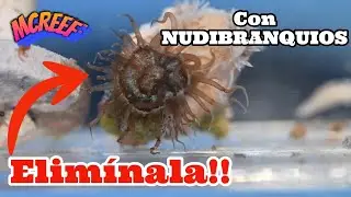 Elimina Aiptasias en tu Acuario con Nudibranquios Berghia 🐌🌊 #AcuarioMarino #Nudibranquios