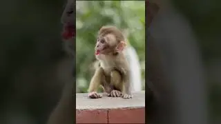 Funny monkeys meme #shorts #short #monkey #funny #animals