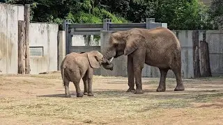 Elefant Tana & Family 🐘#zoohalle #elefant #elefantenalltag