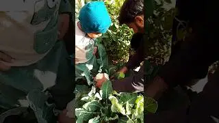 fresh vegetable harvesting ☺️