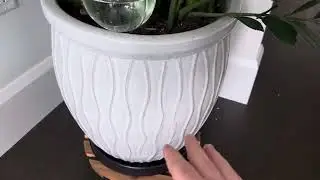 ZZ plant from Pafe Plants - 1 year update