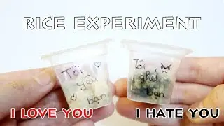 RICE EXPERIMENT -  Inspired by Dr Masaru Emoto