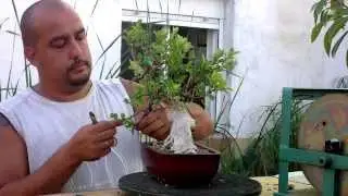 Primer modelado Ficus microcarpa var. Tiger Bark injertado