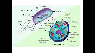 Understanding the Themes of Biology: How Life Works