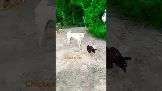 Omg funniest clip dog bs chicken. #funny#chicken#dog#enjoy#battle .