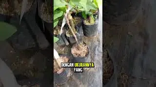 bibit jambu kiojok premium 100% asli hasil okulasi