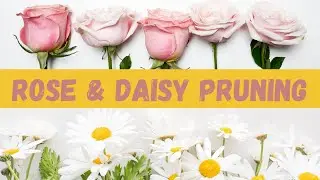 Rose Pruning and Daisy Deadheading, Mid-Summer Maintenance #roses #capecodma #daisy