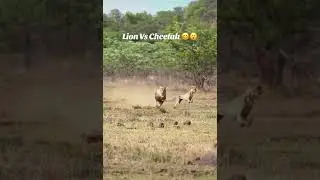 😂 USA Virals funny tiktok videos 2025 #FunnyTikToks