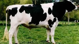 Cómo Escoger un Toro con Genética de Alta Calidad - TvAgro por Juan Gonzalo Angel