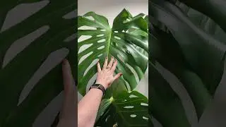 I&rsquo;ve bought Sue a new grow light so she can live here with some friends ❤️ #monstera